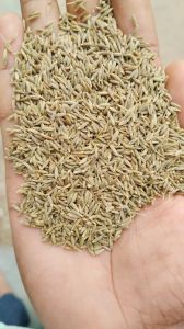 Brown Natural Singapore Cumin Seeds, Packaging Size : 20Kg 9%