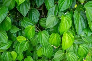 Fresh Betel Leaves