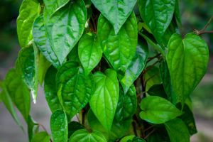 Green Betel Leaves