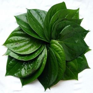 Natural Betel Leaves