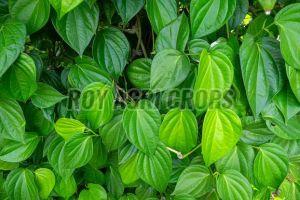 Natural Fresh Betel Leaves, Color : Green