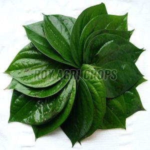 Natural Betel Leaves, Color : Dark Green Fresh