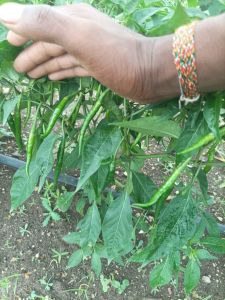 Organic Green Chili for Food, Pickles