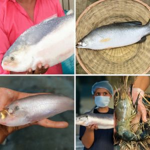 Fresh Frozen Fish (Hilsa, Giant Freshwater Prawn,butterfish)