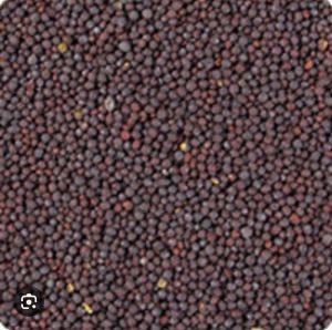 Black Mustard Seeds, Packaging Size : 1Kg, 5Kg, 10Kg, 20Kg, 25Kg