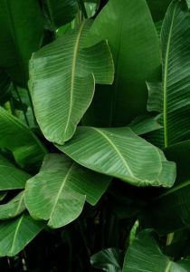 Organic Banana Leaves, Color : Green