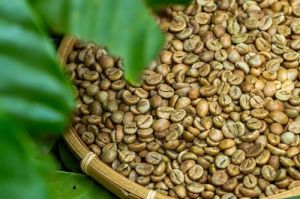 Robusta Coffee Beans