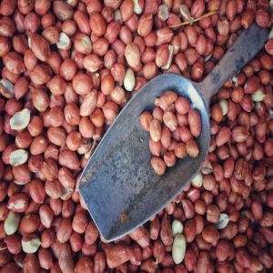 Raw Peanut Kernel