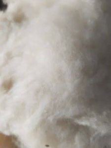 SMS Ilavam Panju Fiber SMS Ilavam Panju Fiber