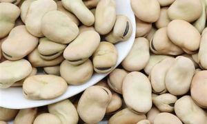 Egyptian Fava Beans (Vicia Faba)
