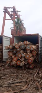 Eucalyptus Wood, Color : Brown, Weight : Varies Based On Product