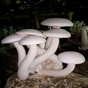 Organic Milky White Mushroom