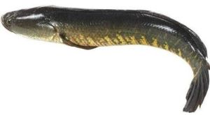 Murrel Fish