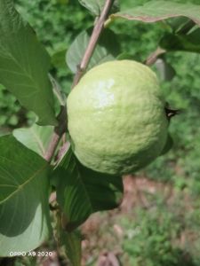 Green Organic Fresh Guava for Human Consumption
