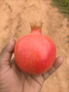 fresh pomegranate