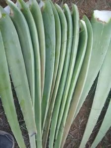 Natural Green Aloevera Leaves