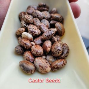 Food Grade Brown Organic castor seeds