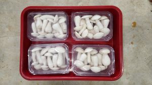 Organic White Milky Mushroom, Packaging Size : 500g, 1kg