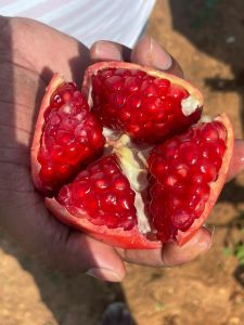 fresh pomegranate fresh pomegranate