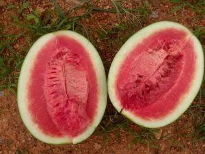 Fresh Watermelon Fresh Watermelon