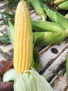 Yellow Sweet Corns, Cultivation Type : Natural Loose