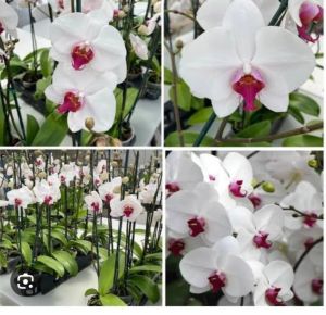 Dendrobium Orchid Plant