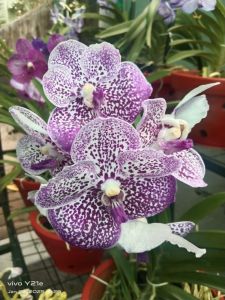 Vanda
