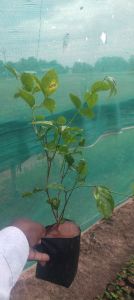 Pocket Jasmine Flowers Plant for Party, Indoor, Color : Green