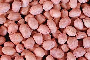 Groundnut Kernel for Edible Consumption, Oil Extraction