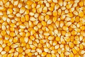 maize