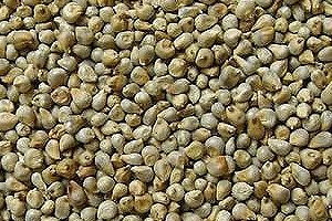 Millet Bajra for Human Consumption, Animal Feed