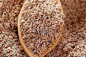 Slightly Granular Psyllium Seeds