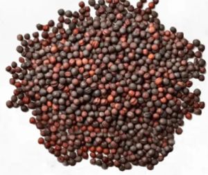 Canola Seed, Packaging Type : Standard Packaging