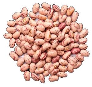 Cranberry Beans