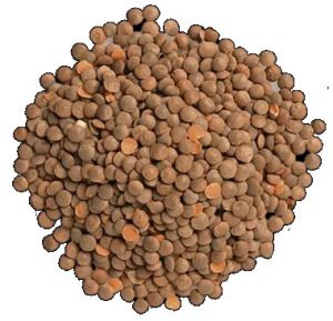 Whole Red Lentils
