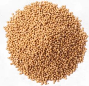 Yellow Mustard Seeds