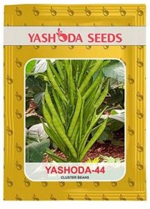Best Research Cluster Bean Seeds YASHODA- 44
