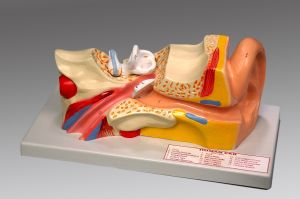 Pvc Human Ear Models for Hospital, Medical Collage