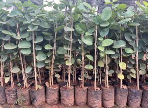 Red Sandalwood Live Plants