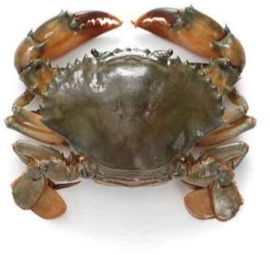 Mud Crab