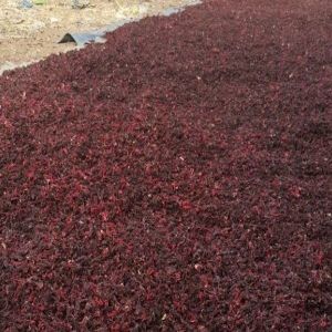 Hibiscus Flower Sifting