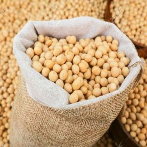 Organic Soybean Seeds Dried, Purity : 100% for Cooking