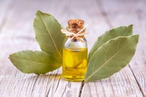 Bay Leaf Oil, Form : Liquid, Botanical Name : Laurus Nobilis