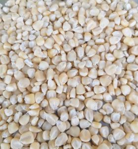 Machine Clean White Maize, Packaging Size : 50Kg