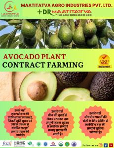 Avocado Contract Farming
