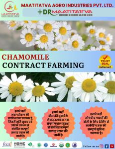 Chamomile Contract Farming