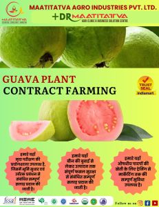 Guava Plant Contract Farming