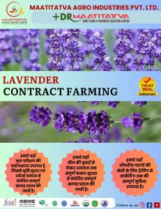 Lavender Contract Farming