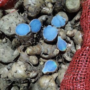 Organic Black Turmeric Food Grade for Culinary, Medicinal