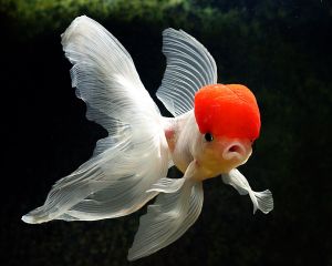 Carassius Auratus White Red Cap Goldfish